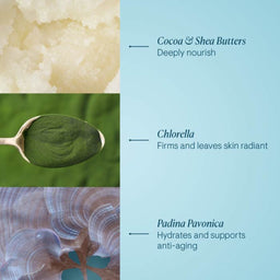 Elemis Pro-Collagen Marine Cream Ultra-Rich ingredients