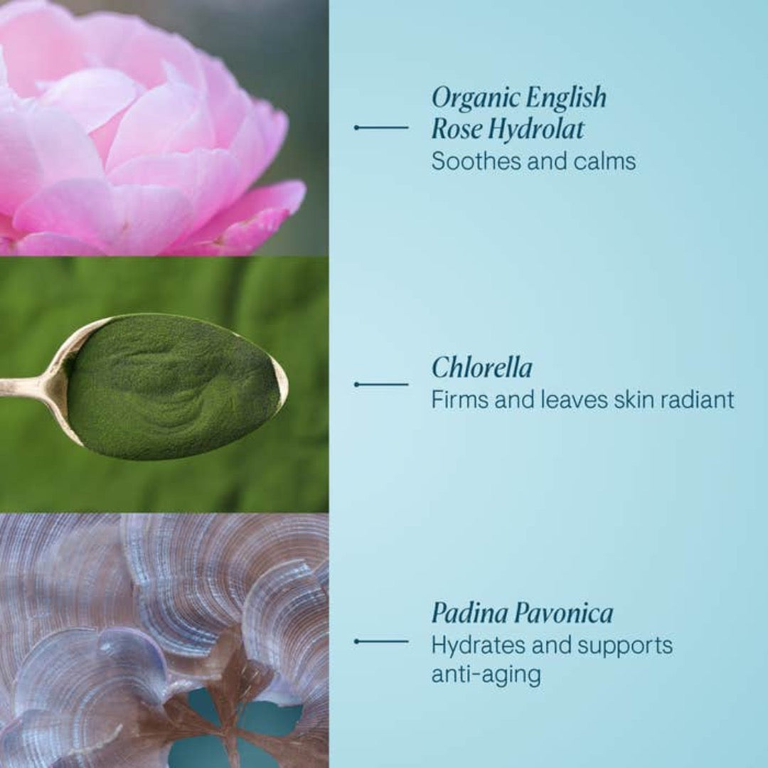 Elemis Pro-Collagen Rose Marine Cream 50ml ingredients
