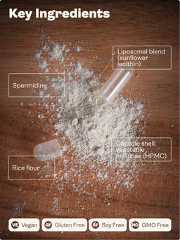An informational graphic on a wooden surface showing a pile of white powder with labeled callouts for key ingredients: Spermidine, Rice flour, Liposomal blend (sunflower lecithin), and Capsule shell (vegetable cellulose HPMC). A product tube and cap are also shown, along with a row of badges at the bottom stating Vegan, Gluten Free, Soy Free, and No GMO Free.