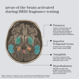 An educational infographic titled 'areas of the brain activated during fMRI fragrance testing' showing a sagittal brain scan with colored highlighted regions labeled Putamen, Superior Temporal Gyrus, Amygdala, and Hypothalamus with descriptive text.