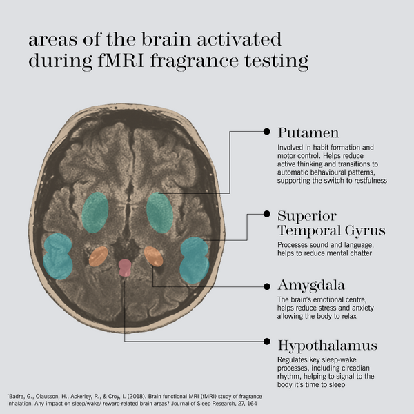An educational infographic titled 'areas of the brain activated during fMRI fragrance testing' showing a sagittal brain scan with colored highlighted regions labeled Putamen, Superior Temporal Gyrus, Amygdala, and Hypothalamus with descriptive text.